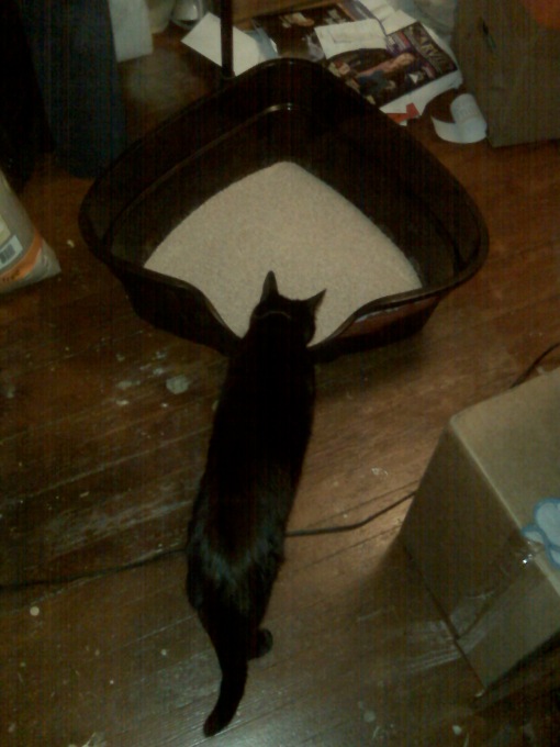 Jaco inspecting the new high-sided corner litterbox I ordered for him