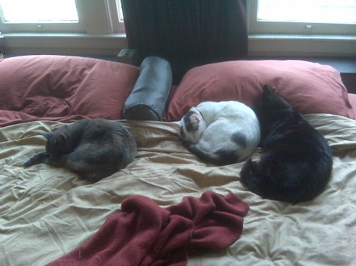 L-R: Gureyo, Pink & Jaco.  Laxmi is under the bed. 
